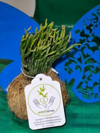 Plantas suculentas en kokedama