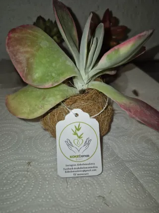 Plantas suculentas en kokedama