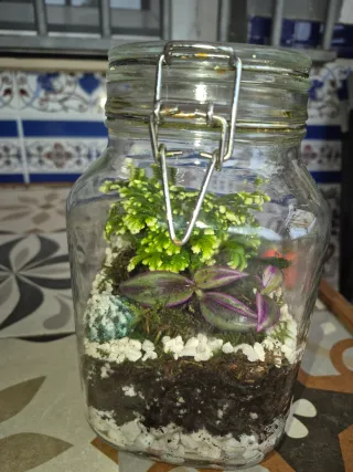 Plantas suculentas en kokedama