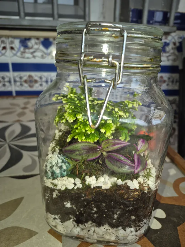 Plantas suculentas en kokedama