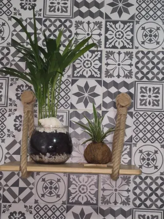 Plantas suculentas en kokedama