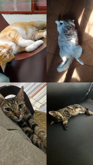 Cuidadora y paseadora de mascotas