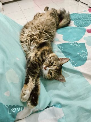 Cuidadora y paseadora de mascotas