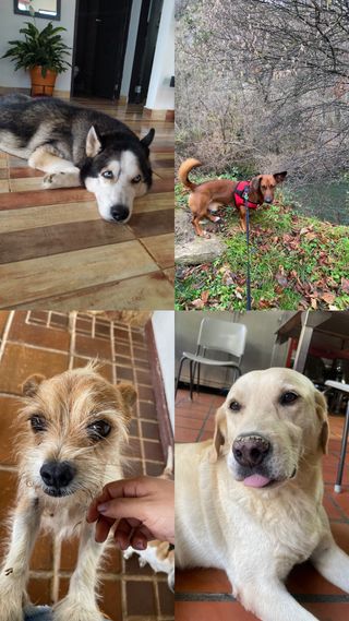 Cuidadora y paseadora de mascotas