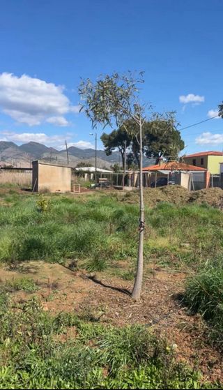Terreno con invernadero en Castellón