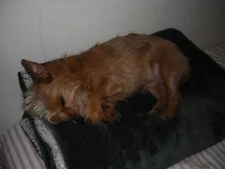 Nikon Coolpix L16 Argento