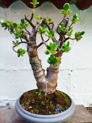 Árbol de Jade Bonsái