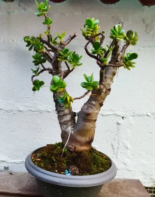 Árbol de Jade Bonsái
