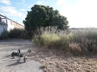 JARDINERO DE CONFIANZA EN TOLEDO
