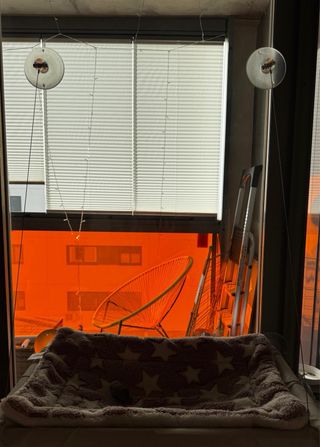 Lote accesorios para gatos