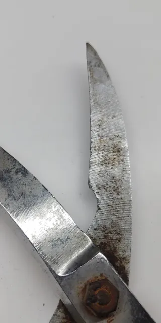 Forbici antiche per taglio pollame da cucina