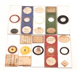 10 Preparados Microscopio Antiguos (c.1880) #1