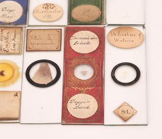 10 Preparados Microscopio Antiguos (c.1880) #1