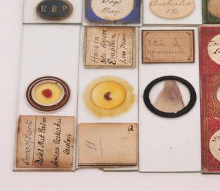 10 Preparados Microscopio Antiguos (c.1880) #1