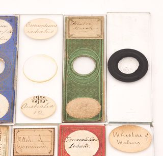 10 Preparados Microscopio Antiguos (c.1880) #1