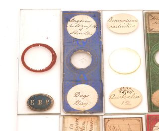 10 Preparados Microscopio Antiguos (c.1880) #1