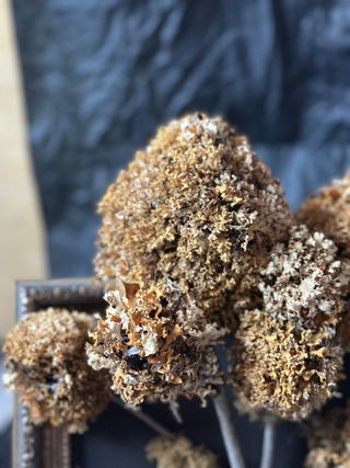 Arte Botánico Marco Árbol Musgo