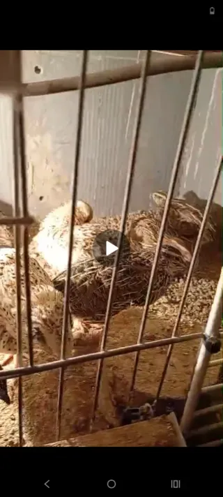 Jaulas para codornices y codornices de ponedora