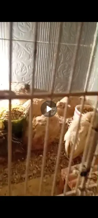 Jaulas para codornices y codornices de ponedora