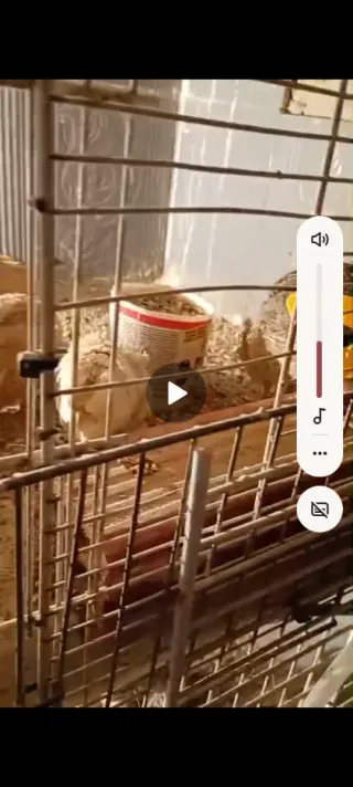 Jaulas para codornices y codornices de ponedora