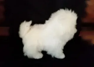 Peluche cachorro bichón maltés  Muy realista NUEVO