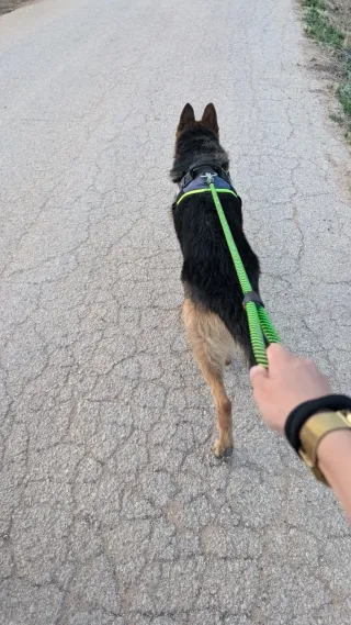 Paseo de perros en Coslada y San Fernando