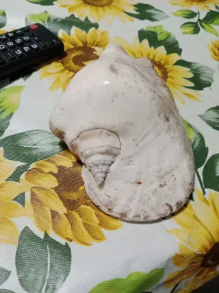 Fósil de concha marina grande