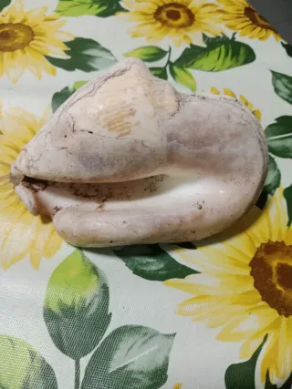 Fósil de concha marina grande