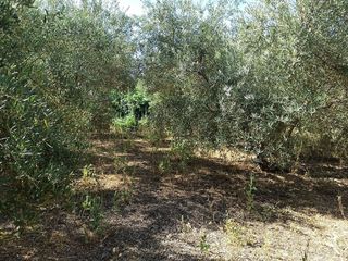 Terreno en venta en Dúrcal