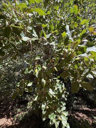 Casa rural en venta en Santa Maria de Trassierra en Córdoba