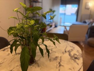 Piso en alquiler en Valderas - Los Castillos en Alcorcón