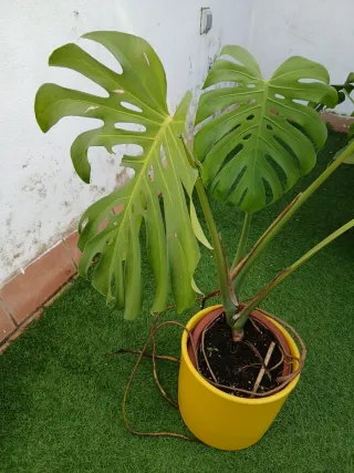Monstera Deliciosa Planta.