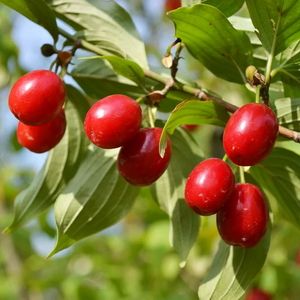 Bonsai di Corniolo ( Cornus Mas ) 304