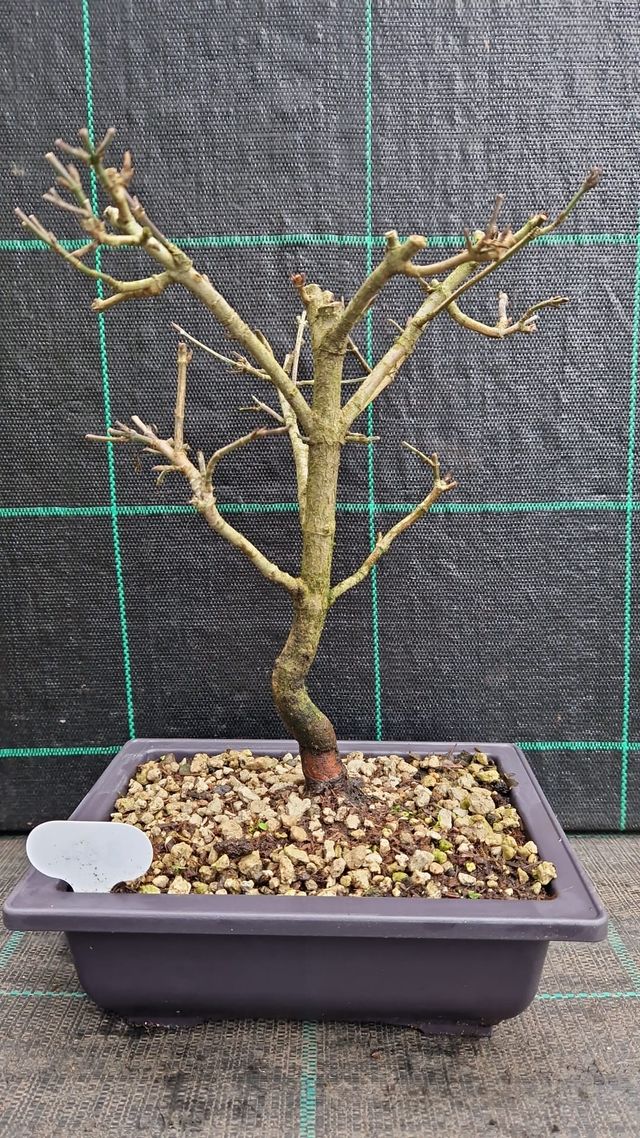 Bonsai di Corniolo ( Cornus Mas ) 304