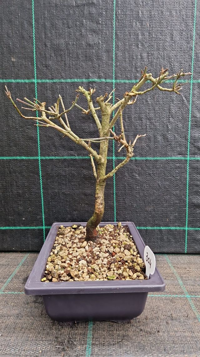 Bonsai di Corniolo ( Cornus Mas ) 304