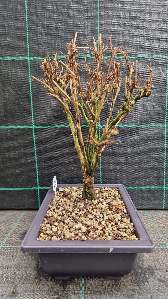 Bonsai Barberis Rosso Giapponese 159