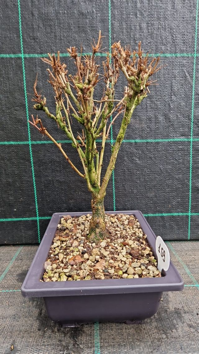 Bonsai Barberis Rosso Giapponese 159