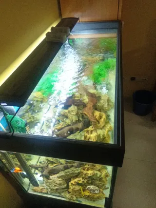Acuario 200L  los peces NO  están en venta