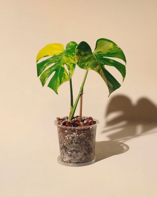 Monstera Yellow Marilyn 02