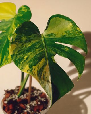 Monstera Yellow Marilyn 02