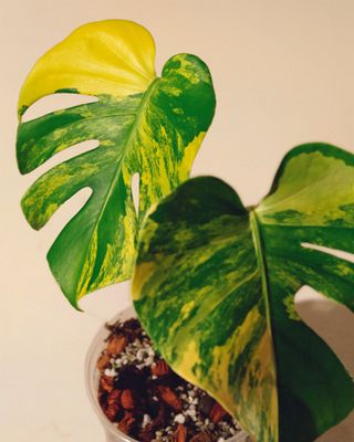 Monstera Yellow Marilyn 02