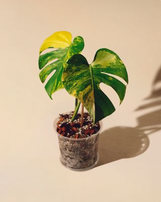 Monstera Yellow Marilyn 02