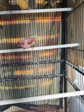 Jaula para canarios y jilgueros