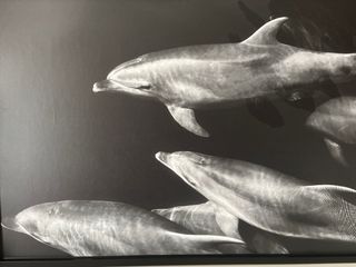 Lienzo con marco Delfines Ikea