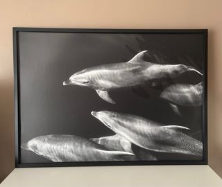 Lienzo con marco Delfines Ikea