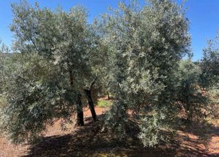 Olivar de secano