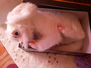 Peluche Fujur La Historia Interminable