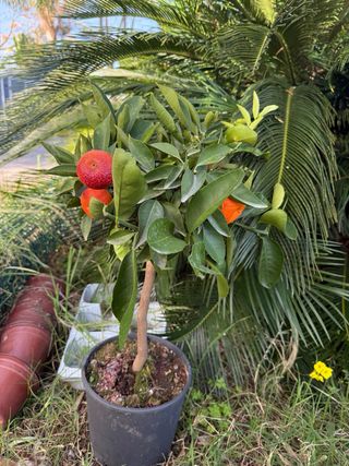 3 di agrumi Misti ( Manuel)