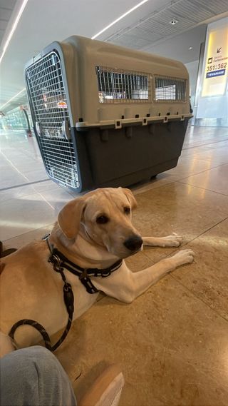 Transportín Perro Grande con Ruedas