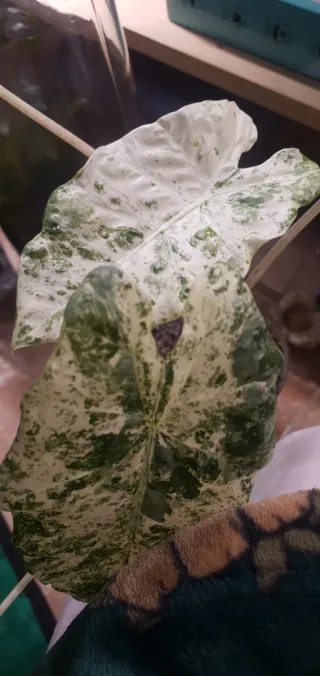 Cormos Alocasia splash